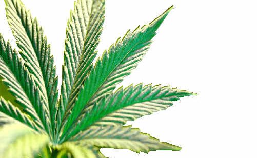 Six grams of cannabis landed Nathan Robert Eldridge in jail for at least three months. Six grams of cannabis landed Nathan Robert Eldridge in jail for at least three months.